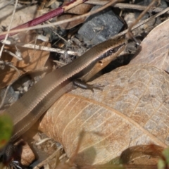 Acritoscincus platynotus at Tennent, ACT - 10 Aug 2022 02:06 PM