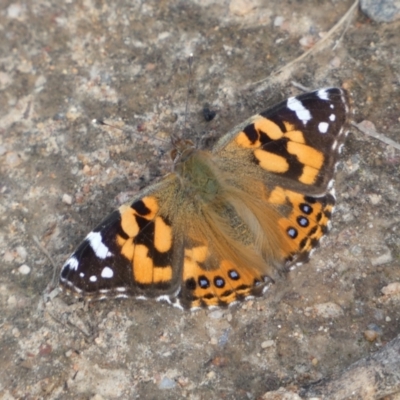 Vanessa kershawi (Australian Painted Lady) at Tennent, ACT - 10 Aug 2022 by SteveBorkowskis