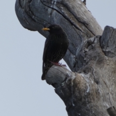 Sturnus vulgaris (Common Starling) at Googong, NSW - 10 Aug 2022 by Steve_Bok