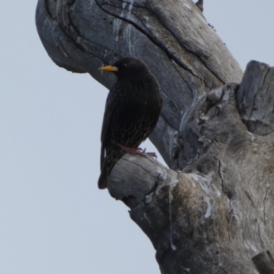 Sturnus vulgaris (Common Starling) at Googong, NSW - 10 Aug 2022 by SteveBorkowskis