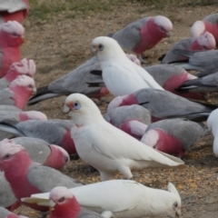 Cacatua sanguinea (Little Corella) at Googong, NSW - 10 Aug 2022 by Steve_Bok