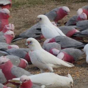 Cacatua sanguinea at Googong, NSW - 10 Aug 2022 05:14 PM