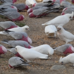 Cacatua sanguinea at Googong, NSW - 10 Aug 2022 05:14 PM