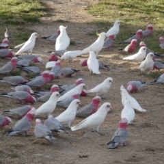 Cacatua sanguinea at Googong, NSW - 10 Aug 2022 05:14 PM