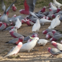 Cacatua sanguinea at Googong, NSW - 10 Aug 2022 05:14 PM