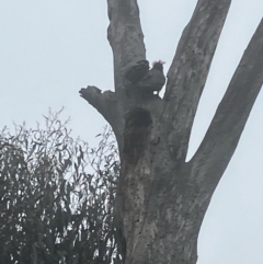 Callocephalon fimbriatum (Gang-gang Cockatoo) at Deakin, ACT - 11 Aug 2022 by KL