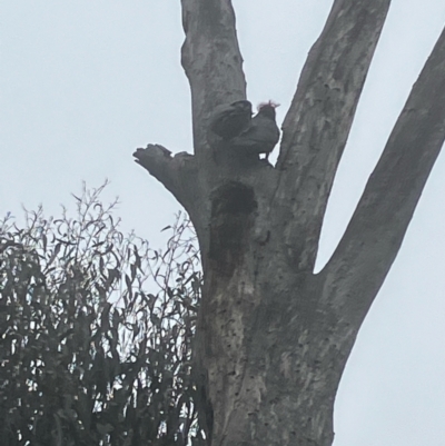 Callocephalon fimbriatum (Gang-gang Cockatoo) at GG188 - 11 Aug 2022 by KL