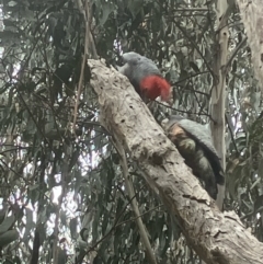 Callocephalon fimbriatum (Gang-gang Cockatoo) at Hughes, ACT - 11 Aug 2022 by KL