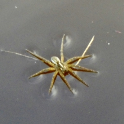 Dolomedes (genus) (Fishing spider) at Borough, NSW - 8 Aug 2022 by Paul4K