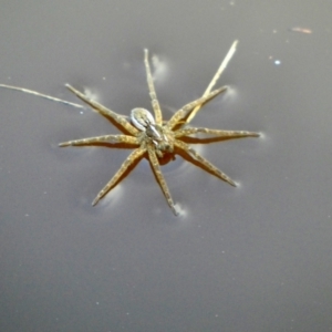 Dolomedes sp. (genus) at Borough, NSW - 8 Aug 2022