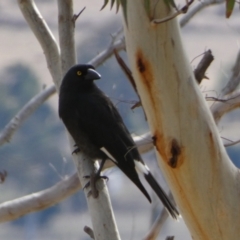 Strepera graculina (Pied Currawong) at Boro - 9 Aug 2022 by Paul4K