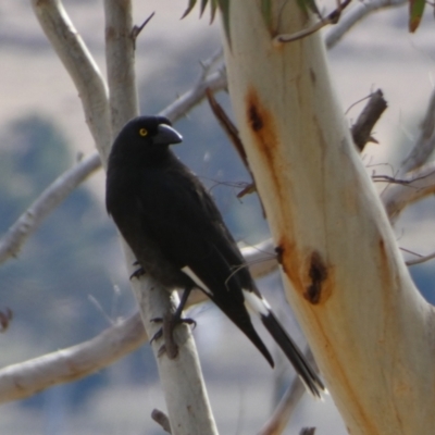 Strepera graculina (Pied Currawong) at Boro - 9 Aug 2022 by Paul4K