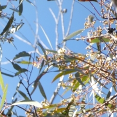 Eucalyptus sieberi at Borough, NSW - suppressed