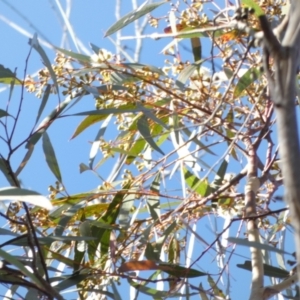 Eucalyptus sieberi at Borough, NSW - suppressed