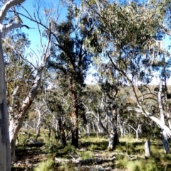 Eucalyptus sieberi at Borough, NSW - suppressed