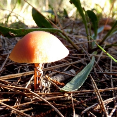 Unidentified Cap on a stem; gills below cap [mushrooms or mushroom-like] by Paul4K