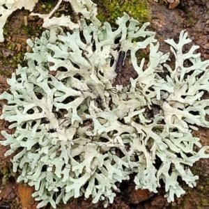 Lichen - foliose at Mitchell, ACT - 11 Aug 2022 12:03 PM