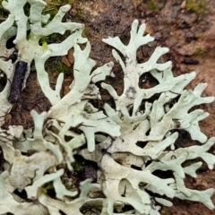 Lichen - foliose at Mitchell, ACT - 11 Aug 2022 12:03 PM