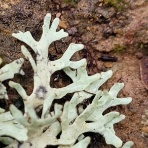 Lichen - foliose at Mitchell, ACT - 11 Aug 2022