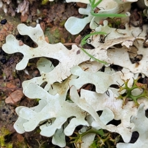 Lichen - foliose at Mitchell, ACT - 11 Aug 2022