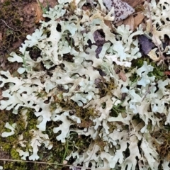 Lichen - foliose at Mitchell, ACT - 11 Aug 2022