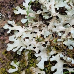 Lichen - foliose at Mitchell, ACT - 11 Aug 2022