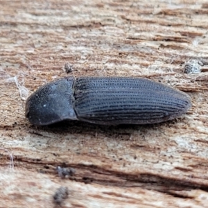 Agrypnus sp. (genus) at Mitchell, ACT - 11 Aug 2022 12:01 PM