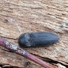 Agrypnus sp. (genus) at Mitchell, ACT - 11 Aug 2022 12:01 PM