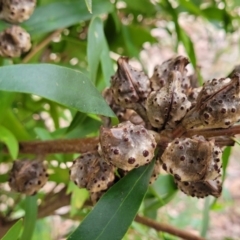 Hakea salicifolia (Willow-leaved Hakea) at Mitchell, ACT - 11 Aug 2022 by trevorpreston