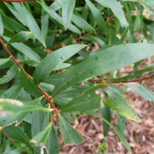 Hakea salicifolia at Mitchell, ACT - 11 Aug 2022 11:58 AM