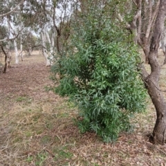 Hakea salicifolia at Mitchell, ACT - 11 Aug 2022 11:58 AM