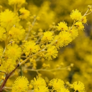 Acacia boormanii at Mitchell, ACT - 11 Aug 2022