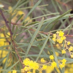 Acacia boormanii at Mitchell, ACT - 11 Aug 2022