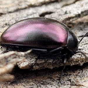 Chalcopteroides spectabilis at Mitchell, ACT - 11 Aug 2022