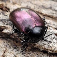 Chalcopteroides spectabilis at Mitchell, ACT - 11 Aug 2022