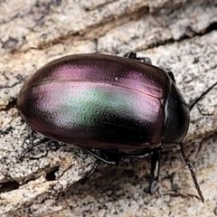 Chalcopteroides spectabilis at Mitchell, ACT - 11 Aug 2022