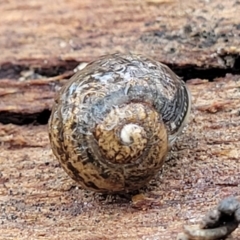 Cornu aspersum at Mitchell, ACT - 11 Aug 2022