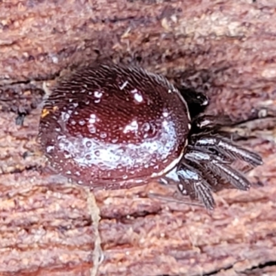 Steatoda capensis (South African cupboard spider) at Mitchell, ACT - 11 Aug 2022 by trevorpreston