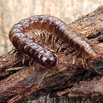 Paradoxosomatidae sp. (family) (Millipede) at Mitchell, ACT - 11 Aug 2022 by trevorpreston