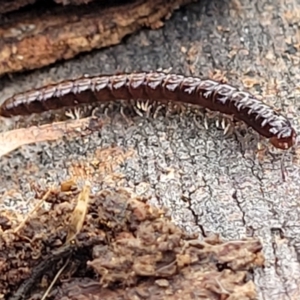 Paradoxosomatidae sp. (family) at Mitchell, ACT - 11 Aug 2022 11:50 AM