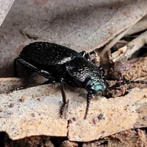 Adelium porcatum at Mitchell, ACT - 11 Aug 2022 11:48 AM