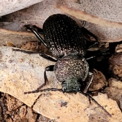 Adelium porcatum at Mitchell, ACT - 11 Aug 2022 11:48 AM