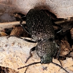 Adelium porcatum at Mitchell, ACT - 11 Aug 2022 11:48 AM