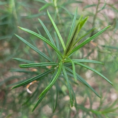 Cassinia longifolia (Shiny Cassinia, Cauliflower Bush) at Crace Grasslands - 11 Aug 2022 by trevorpreston