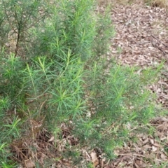 Cassinia longifolia at Mitchell, ACT - 11 Aug 2022