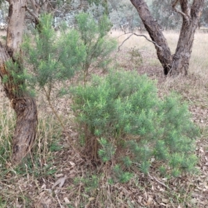 Cassinia longifolia at Mitchell, ACT - 11 Aug 2022