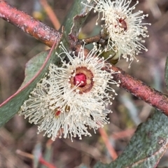 Eucalyptus cinerea subsp. cinerea (Argyle Apple) at Mitchell, ACT - 11 Aug 2022 by trevorpreston