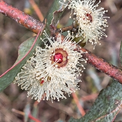 Eucalyptus cinerea subsp. cinerea (Argyle Apple) at Mitchell, ACT - 11 Aug 2022 by trevorpreston