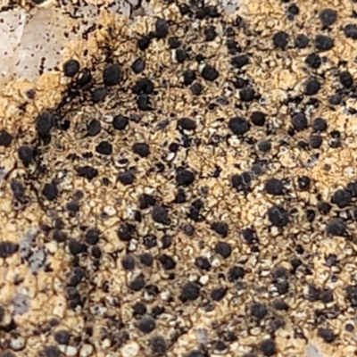 Lichen - crustose at Mitchell, ACT - 11 Aug 2022 by trevorpreston