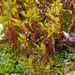 Unidentified Moss, Liverwort or Hornwort at Mitchell, ACT - 11 Aug 2022 by trevorpreston